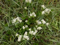 Cochlearia officinalis ssp officinalis 2, Echt lepelblad, Saxifraga-Peter Meininger