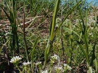 Cochlearia officinalis ssp officinalis 20, Echt lepelblad, Saxifraga-Ed Stikvoort