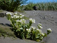 Cochlearia officinalis ssp officinalis 24, Echt lepelblad, Saxifraga-Ed Stikvoort