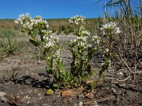 Cochlearia officinalis ssp officinalis 25, Echt lepelblad, Saxifraga-Ed Stikvoort