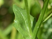 Cochlearia officinalis ssp officinalis 31, Echt lepelblad, Saxifraga-Sonja Bouwman  854. Echt lepelblad - Cochlearia officinalis ssp. officinalis - Brassicaceae familie (i)