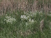 Cochlearia officinalis ssp officinalis 4, Echt lepelblad, Saxifraga- Peter Meininger