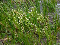 Cochlearia officinalis ssp officinalis 6, Echt lepelblad, Saxifraga-Ed Stikvoort