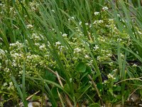 Cochlearia officinalis ssp officinalis 8, Echt lepelblad, Saxifraga-Ed Stikvoort