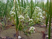 Cochlearia officinalis ssp officinalis 9, Echt lepelblad, Saxifraga-Ed Stikvoort