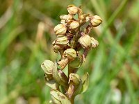 Coeloglossum viride 30, Groene nachtorchis, Saxifraga-Sonja Bouwman  Groene nachtorchis - Dactylorhiza viridis - Orchidaceae familie; Tre Cime (I)