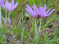 Colchicum autumnale 47, Herfstijlloos, Saxifraga-Tom Heijnen