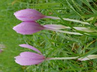 Colchicum autumnale 48, Herfstijlloos, Saxifraga-Tom Heijnen