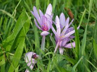 Colchicum autumnale 50, Herfstijlloos, Saxifraga-Tom Heijnen