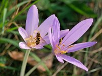 Colchicum autumnale 51, Herfstijlloos, Saxifraga-Tom Heijnen