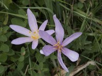 Colchicum autumnale 53, Herfsttijloos, Saxifraga-Willem van Kruijsbergen