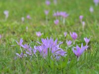 Colchicum autumnale 54, Herfstijlloos, Saxifraga-Tom Heijnen