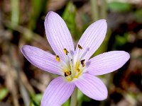 Colchicum cupanii ssp glossophyllum 5, Saxifraga-Sonja Bouwman  Mediterranean meadow saffron - Colchicum cupanii ssp glossophyllum - Colchicaceae familie; Skinari (Zakynthos)