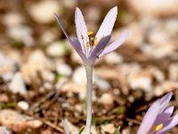 Colchicum parlatoris 6, Saxifraga-Sonja Bouwman  Colchicum parlatoris - Colchicaceae familie