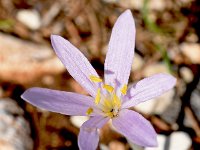 Colchicum parlatoris 8, Saxifraga-Sonja Bouwman  Colchicum parlatoris - Colchicaceae familie; Ano Volimes, Keri (Zakynthos)