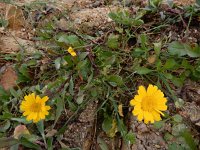 Coleostephus myconis 11, Saxifraga-Ed Stikvoort