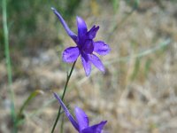 Consolida regalis var divaricata 16, Saxifraga-Ed Stikvoort