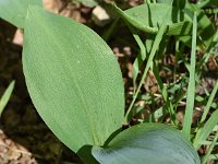 Convallaria majalis 54, Lelietje-van-dalen, Saxifraga-Sonja Bouwman  866. Lelietje-van-Dalen - Convallaria majalis - Asparagaceae familie (i)