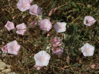 Convolvulus althaeoides, Mallow-leaved Bindweed