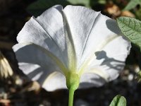 Convolvulus arvensis 49, Akkerwinde, Saxifraga-Sonja Bouwman  Z37. Akkerwinde - Convolvulus arvensis - Convolvulaceae familie