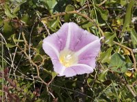 Convolvulus soldanella 28, Zeewinde, Saxifraga-Willem van Kruijsbergen