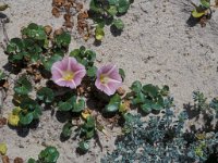 Convolvulus soldanella 1, Zeewinde, Saxifraga-Piet Zomerdijk