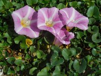 Convolvulus soldanella 10, Zeewinde, Saxifraga-Ed Stikvoort