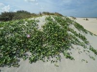 Convolvulus soldanella 11, Zeewinde, Saxifraga-Ed Stikvoort