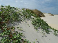 Convolvulus soldanella 12, Zeewinde, Saxifraga-Ed Stikvoort