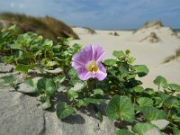 Convolvulus soldanella 13, Zeewinde, Saxifraga-Ed Stikvoort