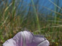 Convolvulus soldanella 14, Zeewinde, Saxifraga-Ed Stikvoort