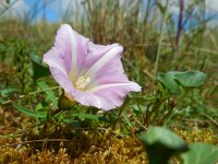 Convolvulus soldanella 15, Zeewinde, Saxifraga-Ed Stikvoort