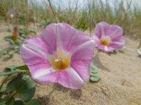 Convolvulus soldanella 17, Zeewinde, Saxifraga-Ed Stikvoort