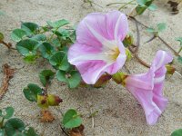 Convolvulus soldanella 18, Zeewinde, Saxifraga-Ed Stikvoort