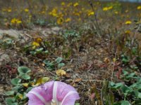 Convolvulus soldanella 20, Zeewinde, Saxifraga-Ed Stikvoort