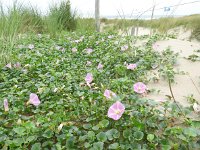 Convolvulus soldanella 21, Zeewinde, Saxifraga-Jelle van Dijk