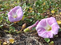 Convolvulus soldanella 22, Zeewinde, Saxifraga-Jeroen Willemsen