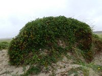 Convolvulus soldanella 25, Zeewinde, Saxifraga-Rutger Barendse