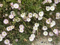 Seashore false bindweed  Convolvulus soldanella, syn.: Calystegia soldanella : beach, boulder, Calystegia soldanella, Convolvulus soldanella, flora, floral, natural, nature, plant, rock, Seashore false bindweed, vascular