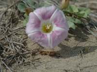 Convolvulus soldanella 3, Zeewinde, Saxifraga-Jan van der Straaten