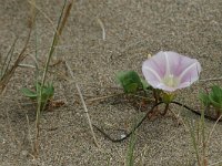 Convolvulus soldanella 4, Zeewinde, Saxifraga-Jan van der Straaten