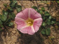 Convolvulus soldanella 5, Zeewinde, Saxifraga-Inigo Sanchez