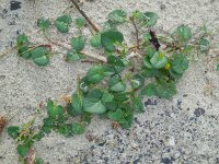 Convolvulus soldanella 8, Zeewinde, Saxifraga-Ed Stikvoort