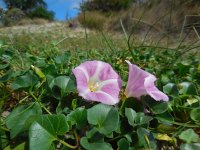 Convolvulus soldanella 9, Zeewinde, Saxifraga-Ed Stikvoort