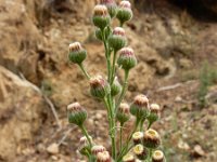 Conyza bonariensis 20, Gevlamde fijnstraal, Saxifraga-Ed Stikvoort