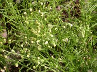 Conyza bonariensis 1, Gevlamde fijnstraal, Saxifraga-Peter Meininger