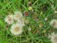 Conyza bonariensis 10, Gevlamde fijnstraal, Saxifraga-Rutger Barendse