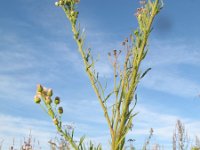 Conyza bonariensis 12, Gevlamde fijnstraal, Saxifraga-Rutger Barendse