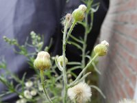 Conyza bonariensis 16, Gevlamde fijnstraal, Saxifraga-Rutger Barendse