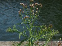 Conyza bonariensis 17, Gevlamde fijnstraal, Saxifraga-Ed Stikvoort